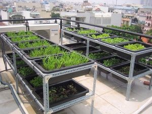 kệ sắt  v lỗ trồng rau quận 5
