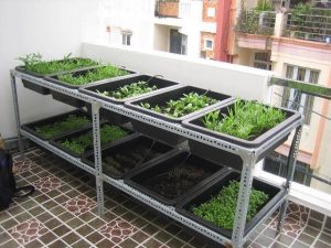 kệ sắt  v lỗ trồng rau quận 5